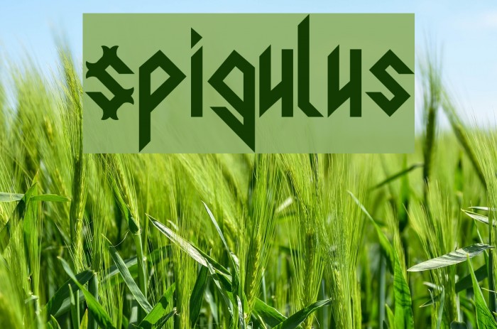 Spigulus Example 1
