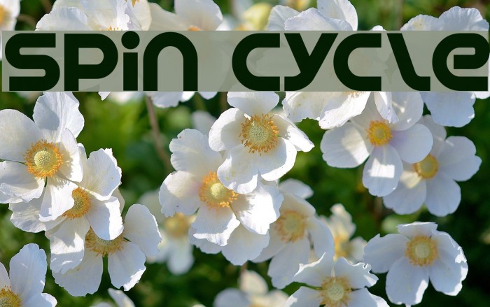 Spin Cycle Font examples