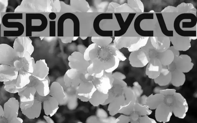 Spin Cycle Schriftart examples