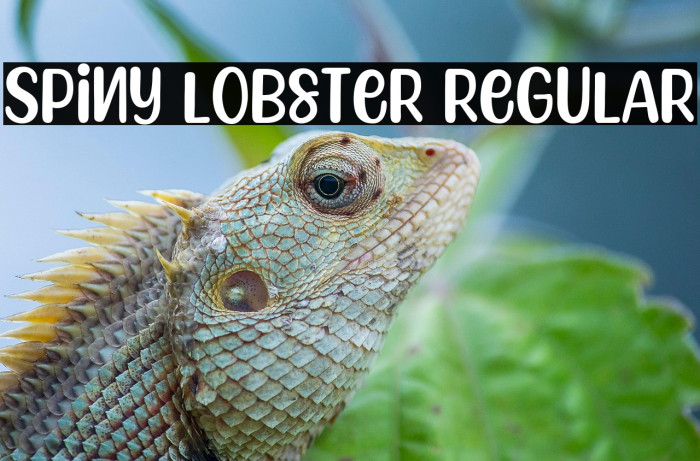 Spiny Lobster Regular Example 1