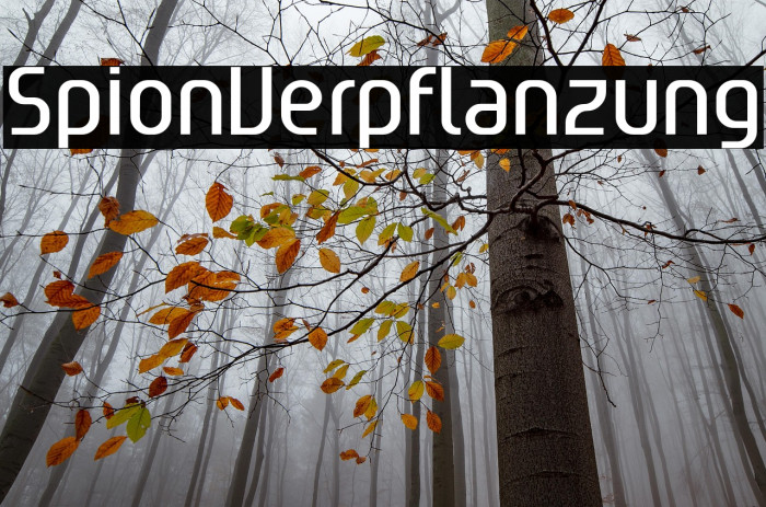 SpionVerpflanzung Example 2