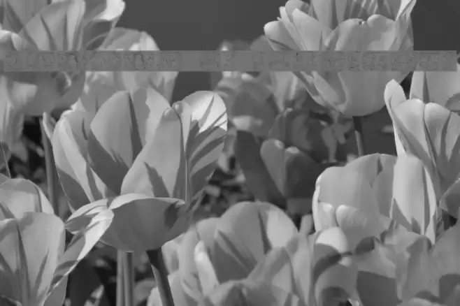 Spirit of Montezuma Font examples