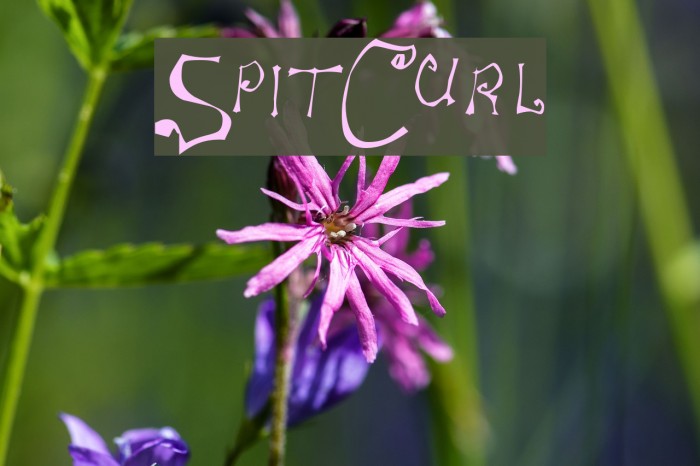 SpitCurl Font examples