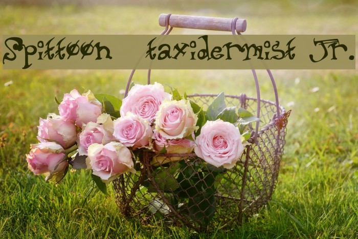 Spittoon  taxidermist jr. Example 2