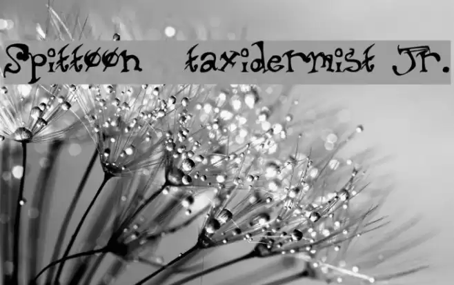 Spittoon taxidermist jr. Font examples