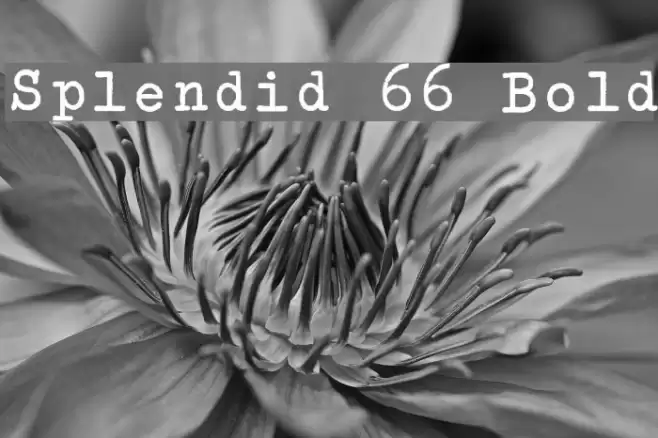 Splendid 66 Bold Font examples
