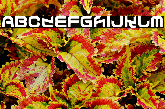 Splendid Confusion Example 2