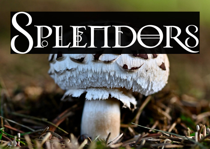 Splendors Polices examples