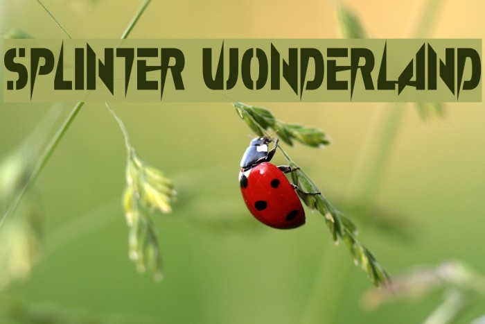 Splinter Wonderland Font examples