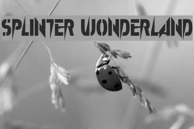 Splinter Wonderland Schriftart examples