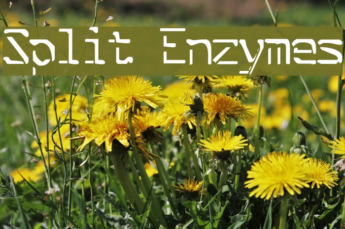 Split Enzymes Font examples