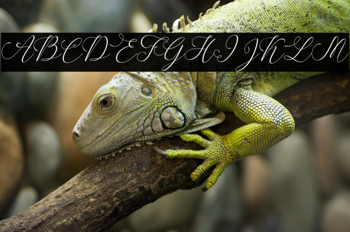 SpoiledGirl-Italic Example 1