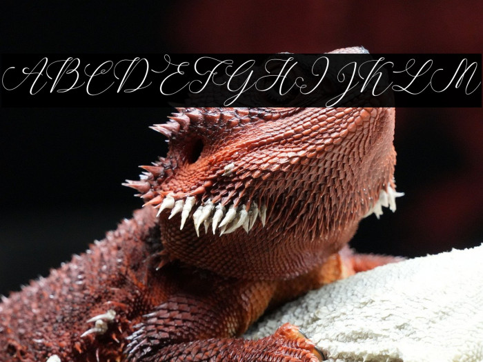 SpoiledGirl-Italic Example 2