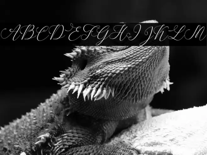 SpoiledGirl-Italic Font examples