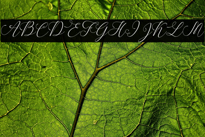 SpoiledGirl-Italic Example 3