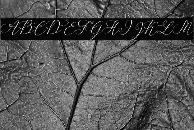 SpoiledGirl-Italic Font examples