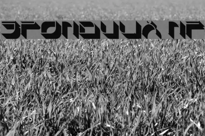Spondulix NF Шрифта examples