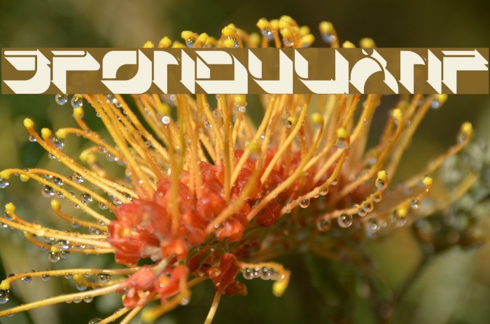 SpondulixNF Font examples