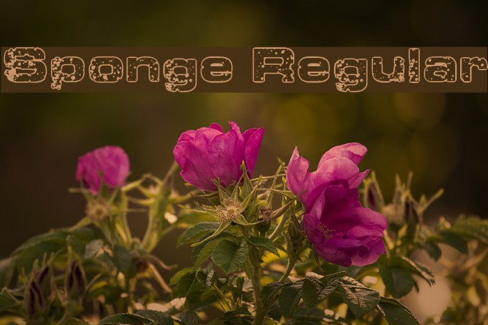 Sponge Regular Example 1