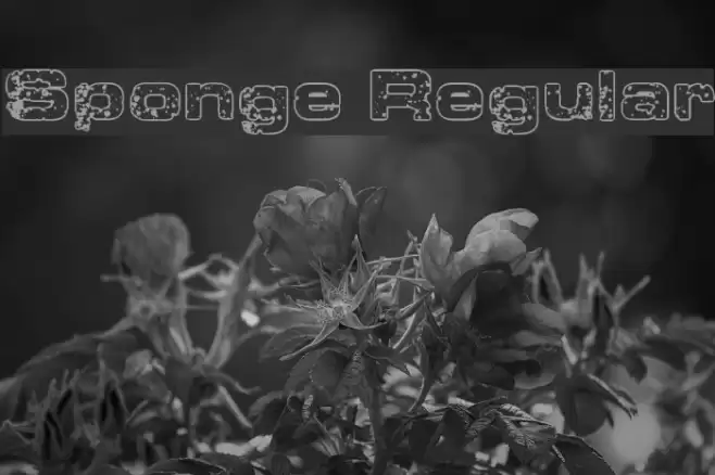 Sponge Regular Font examples