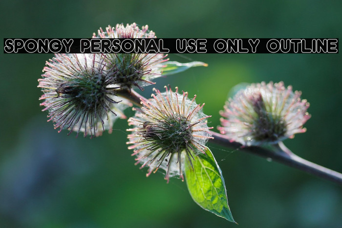 Spongy PERSONAL USE ONLY Outline Example 1