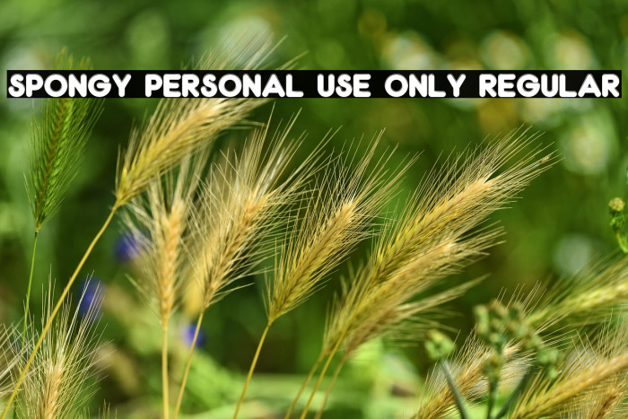 Spongy PERSONAL USE ONLY Regular Example 3