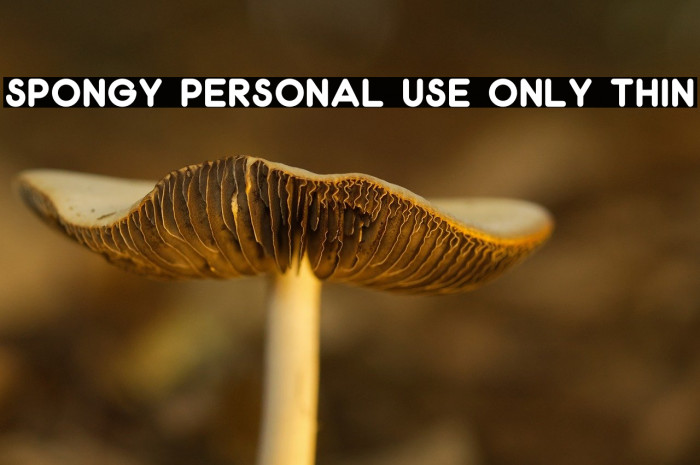 Spongy PERSONAL USE ONLY Thin Example 1