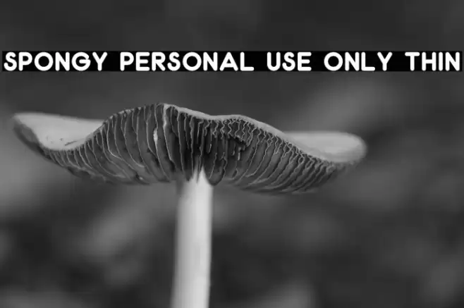 Spongy PERSONAL USE ONLY Thin Font examples
