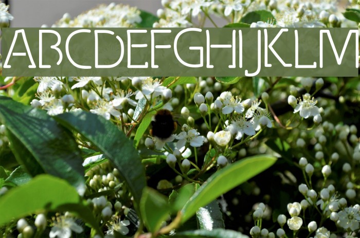 Spongy Thinsville Font examples