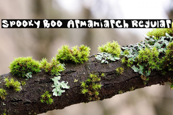 Spooky Boo _ Armaniarch Regular Example 1