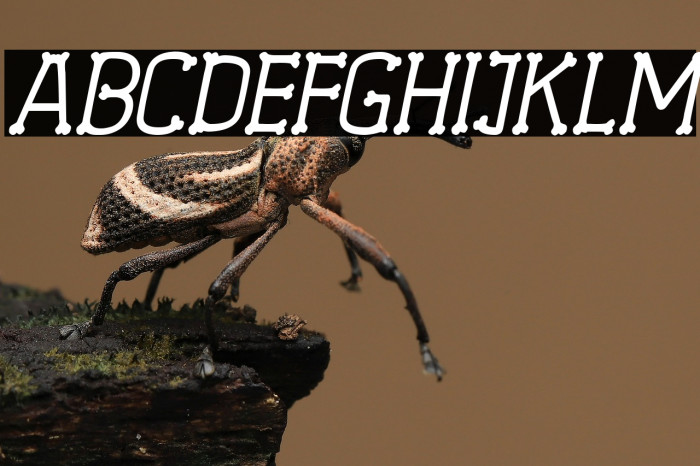 Spooky Skeleton Italic Example 1