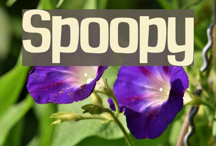 Spoopy Font examples