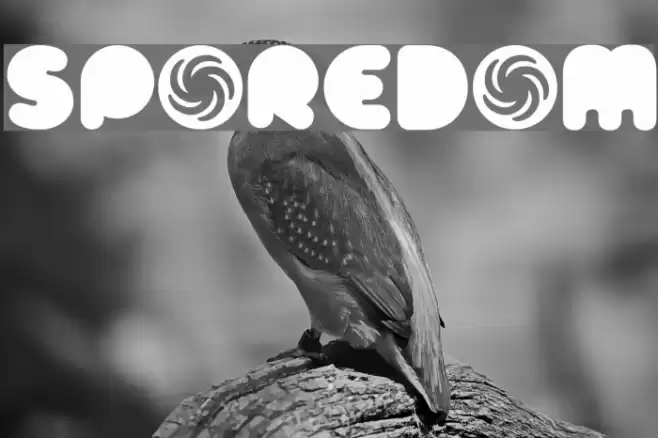 Sporedom Font examples