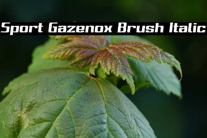 Sport Gazenox Brush Italic Example 2