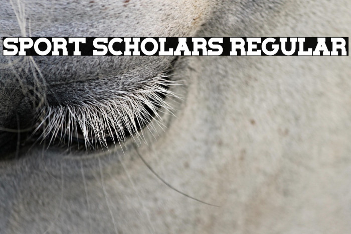 Sport Scholars Regular Fuentes examples