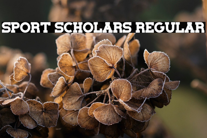 Sport Scholars Regular Example 3