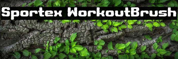 Sportex WorkoutBrush Example 1