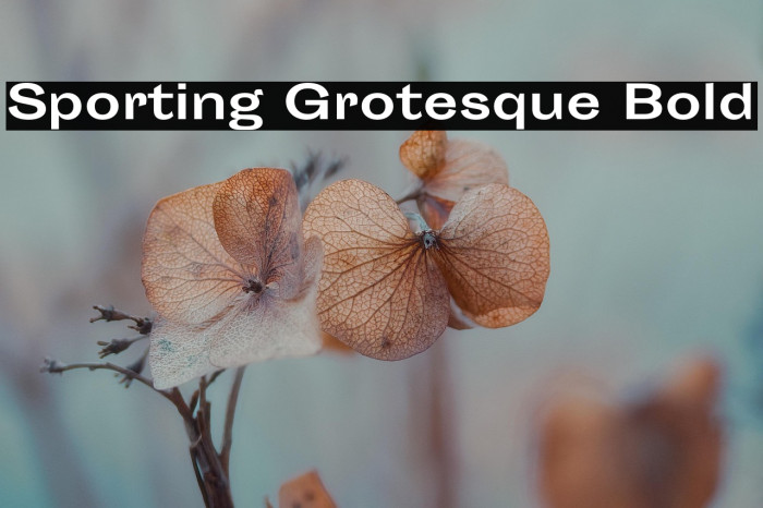 Sporting Grotesque Bold Example 3