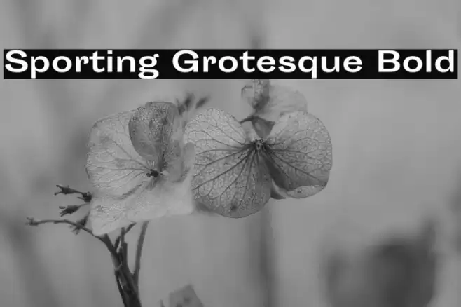 Sporting Grotesque Bold Font examples