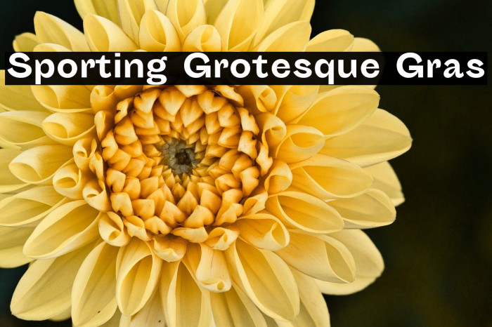 Sporting Grotesque Gras Example 1