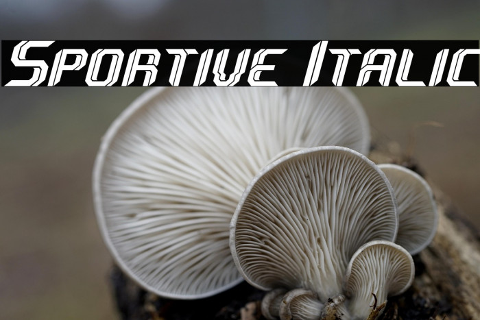 Sportive Italic Example 1