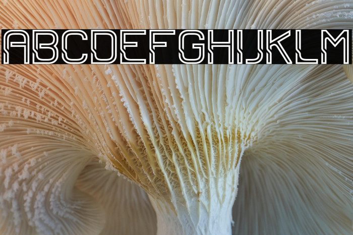 Sportrop Regular Example 2