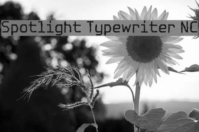 Spotlight Typewriter NC Fonte examples