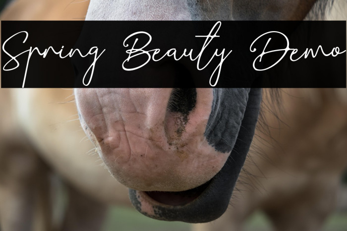Spring Beauty Demo Example 1