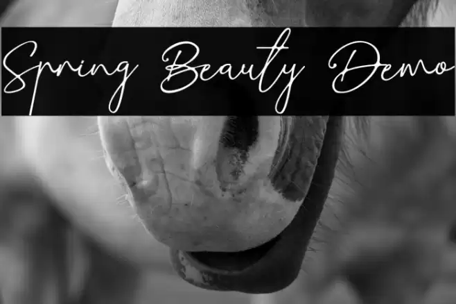 Spring Beauty Demo フォント examples