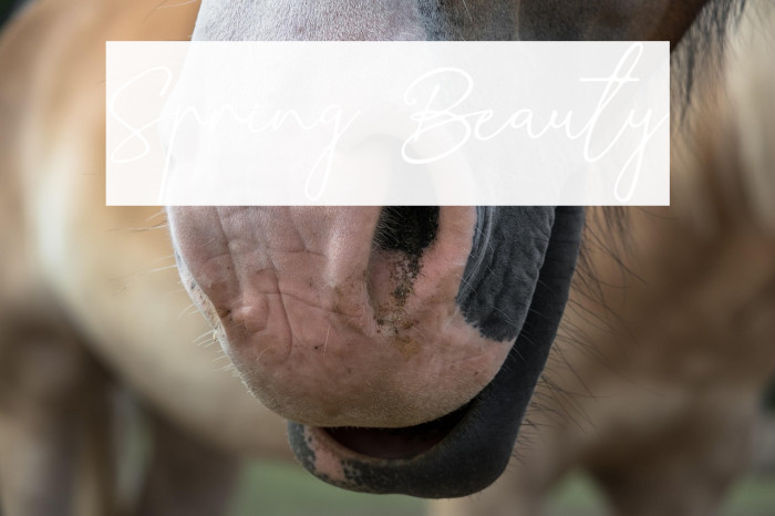 Spring Beauty Example 2