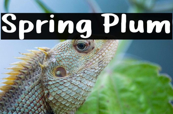 Spring Plum Example 1