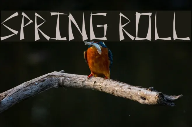 Spring Roll Example 3