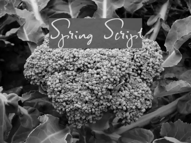 Spring Script Font examples