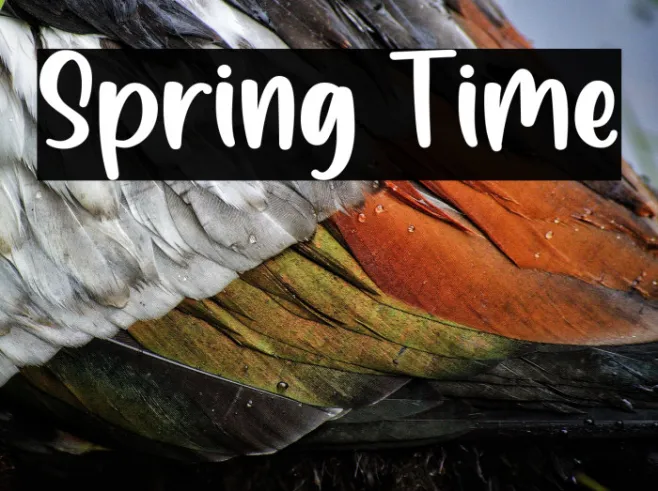 Spring Time Example 2